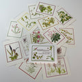 Wildflowers Pack of Postcards | Botanical Art Cards